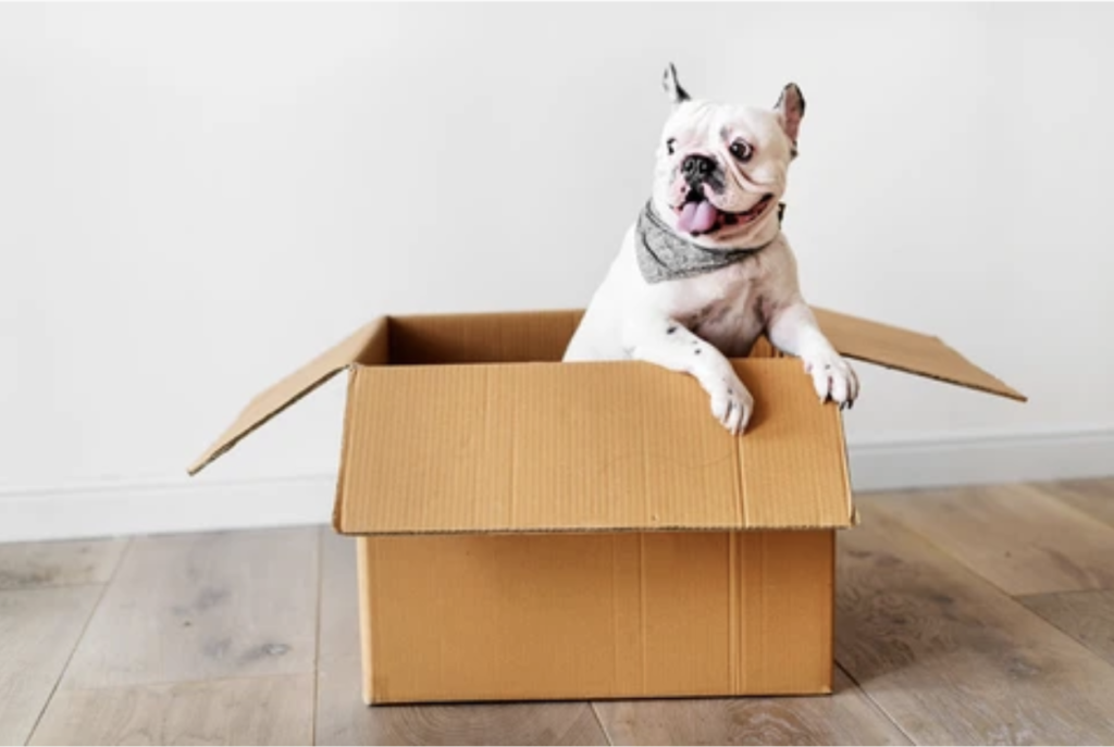 Tomlinson's dog in box free local delivery